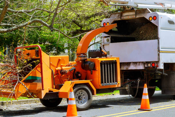 Best Emergency Tree Removal  in Dauphin Island, AL